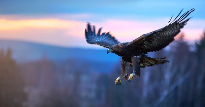 Golden Eagle