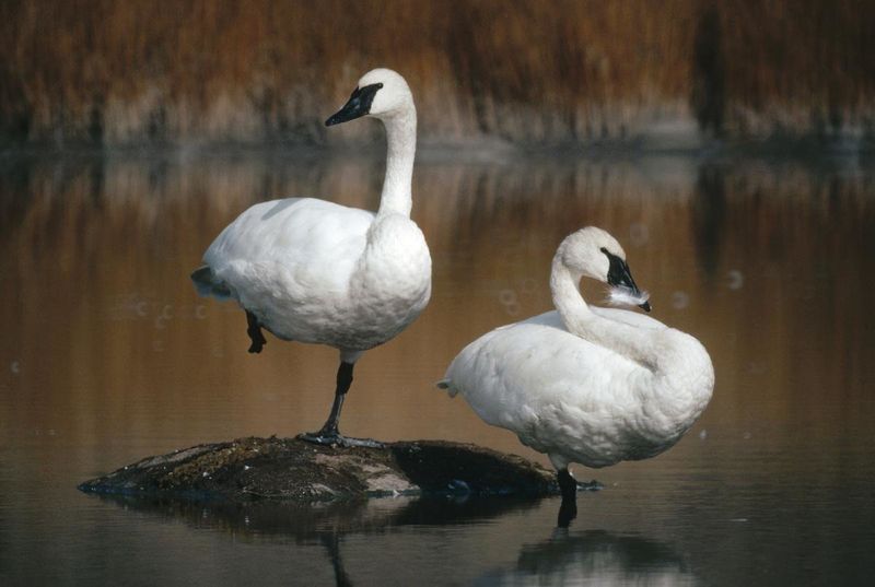 Trumpeter Swan