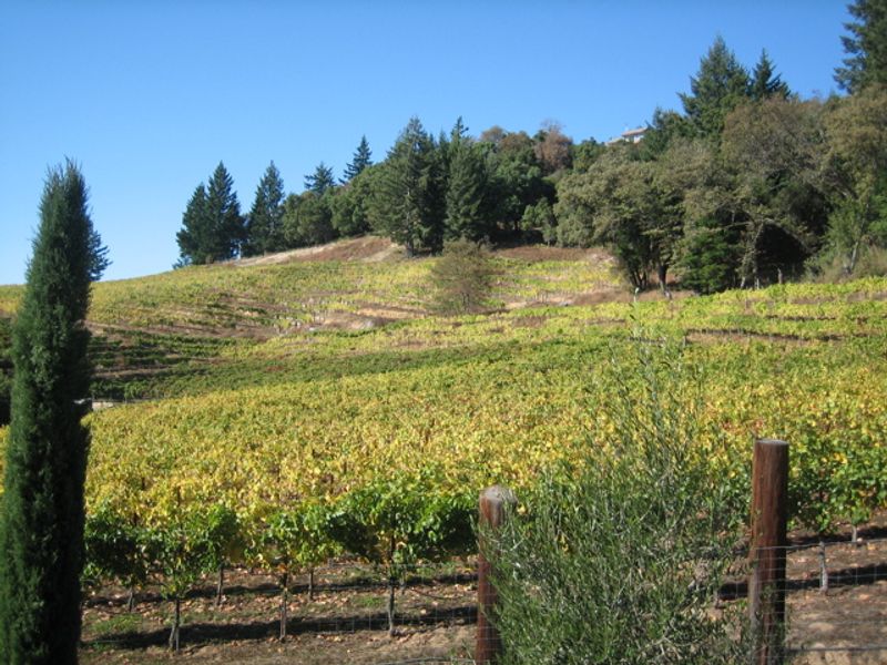 David Bruce - Hillside Estate & Vineyard Views