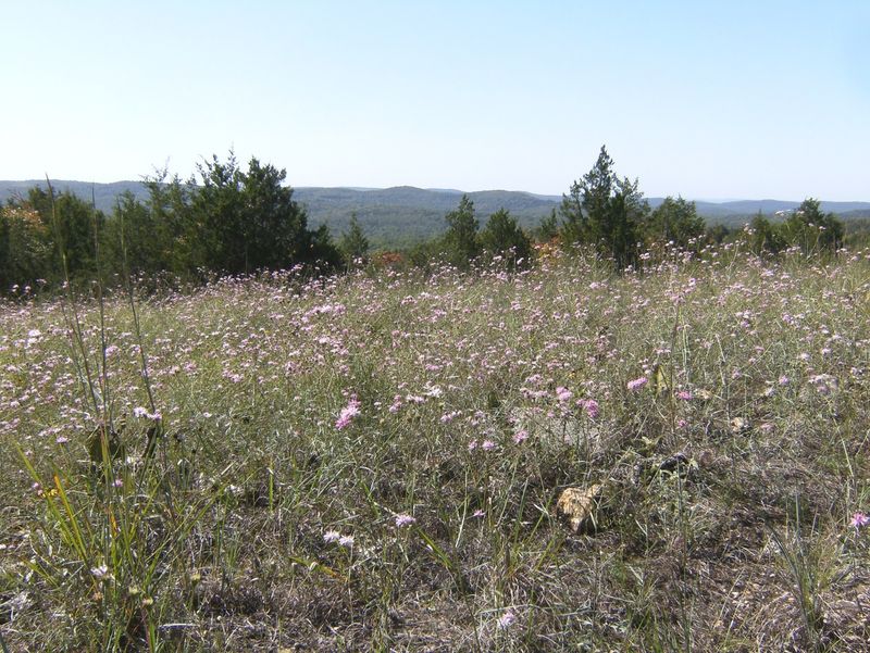 Hercules Glades Wilderness Trail