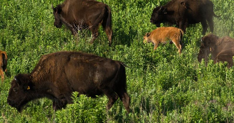 Konza Prairie Biological Station, Kansas