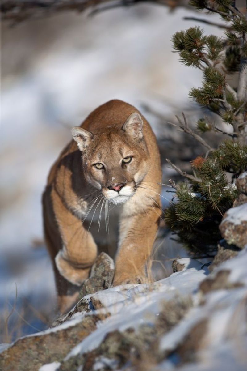 Cougar (Mountain Lion)