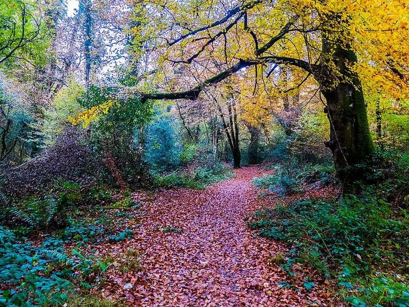 Tomnafinnoge Woods (County Wicklow)