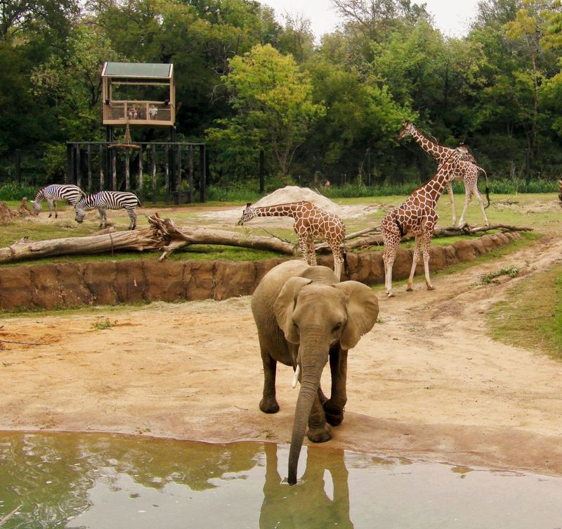 Dallas Zoo: Texas-Sized Animal Adventures