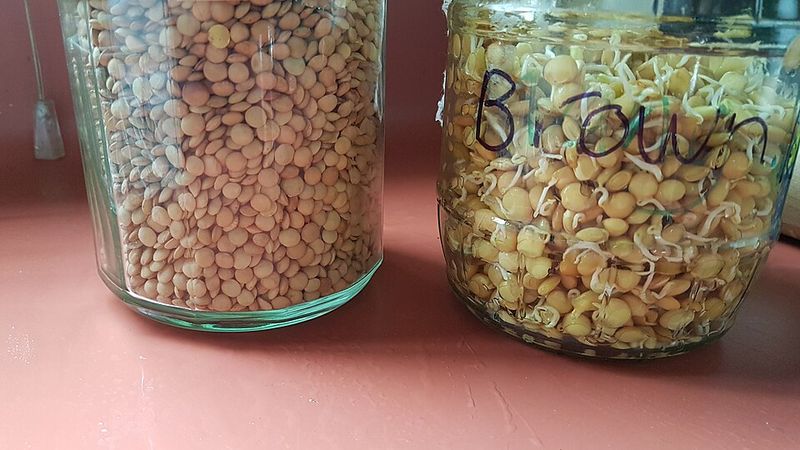 Canned Lentils