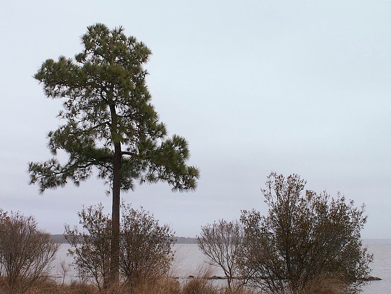 Jamestown Island