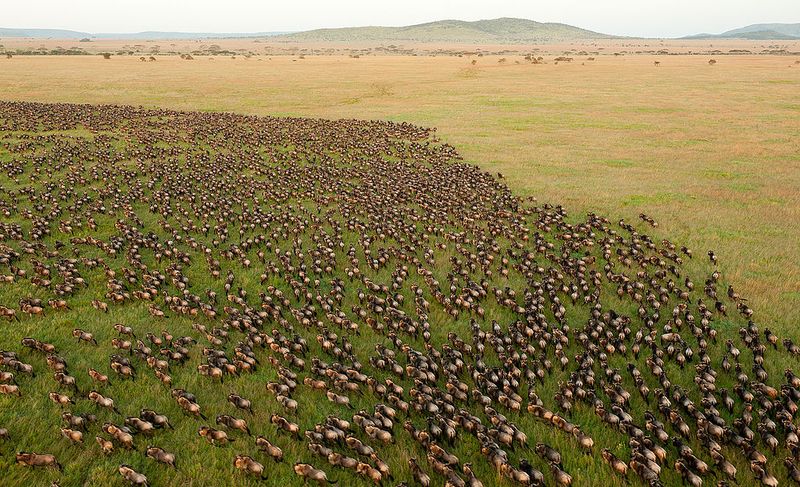 Serengeti Migration, Tanzania