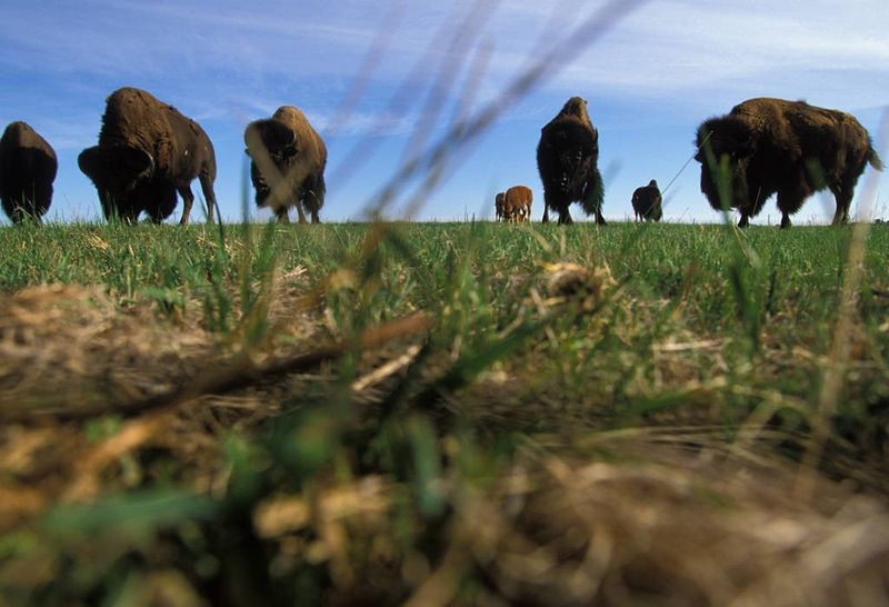 Fort Niobrara National Wildlife Refuge, Nebraska