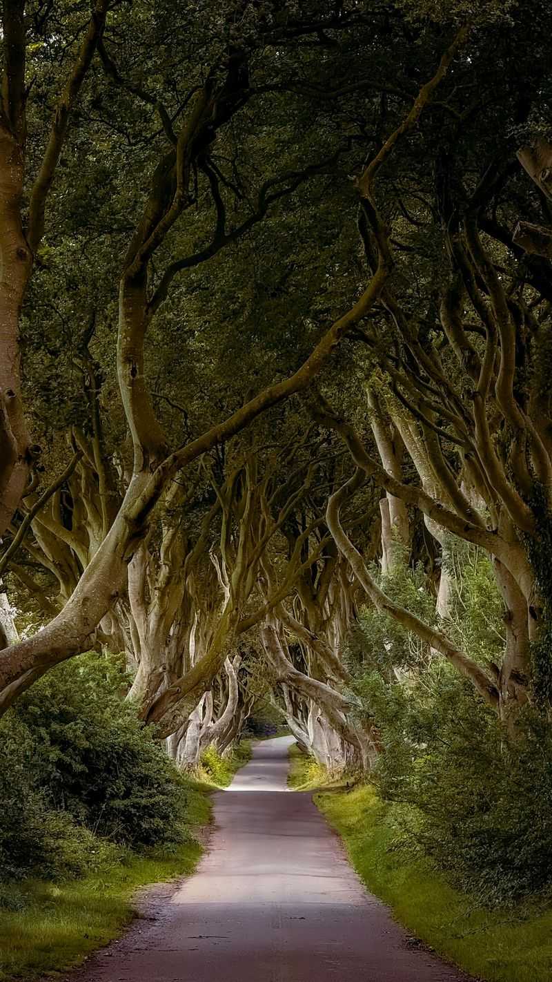 The Dark Hedges (County Antrim)