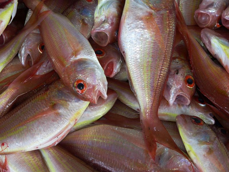Snapper