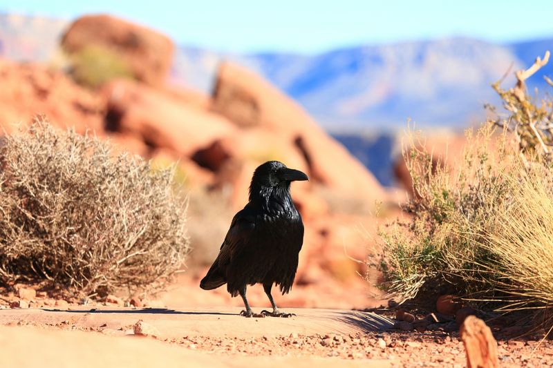 Wildlife and Desert Ecosystem