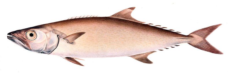 Escolar