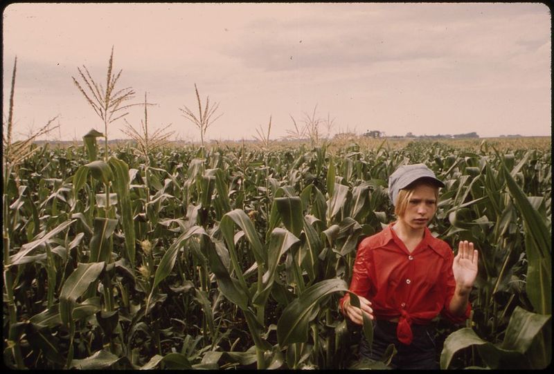Summer Jobs Detasseling Corn