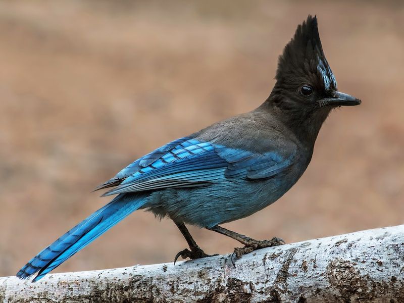 Steller's Jay