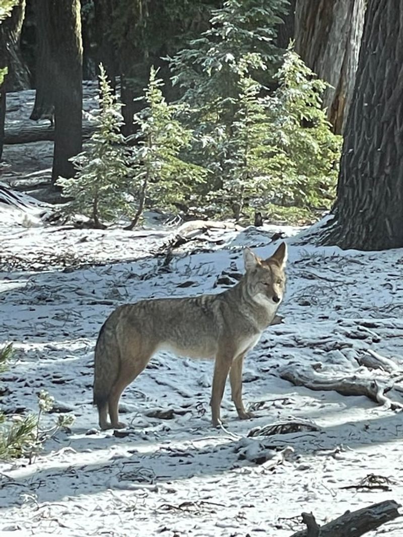 Coyote