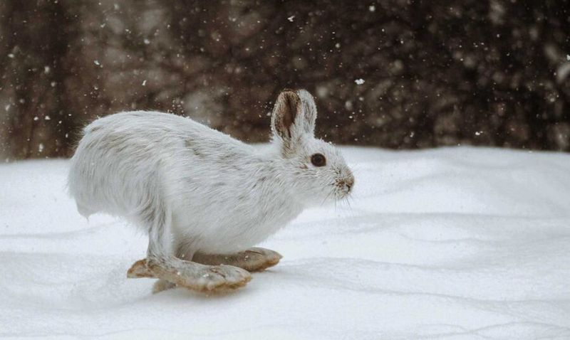 Snowshoe Hare