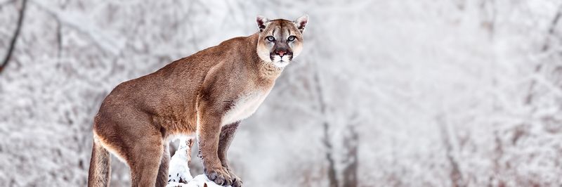 Mountain Lion