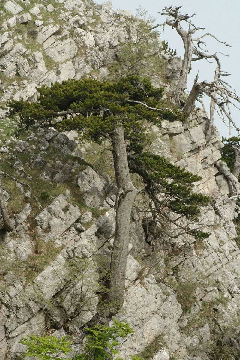 Pollino National Park's Prehistoric Pine Trees