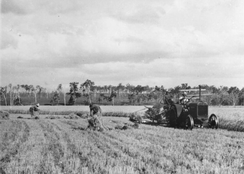 Farmers Harvesting by Hand