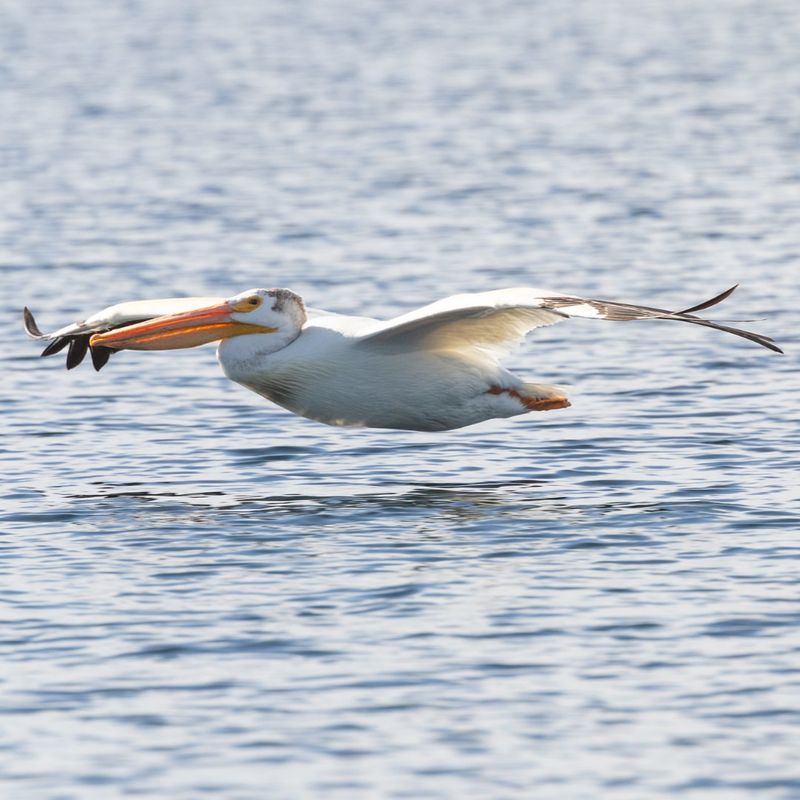 White Pelican