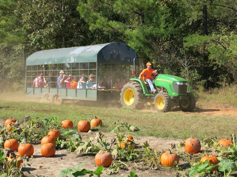 Fifer Orchards Fall Fest Saturdays (October 18, October 25, November 1, November 8, 2025)