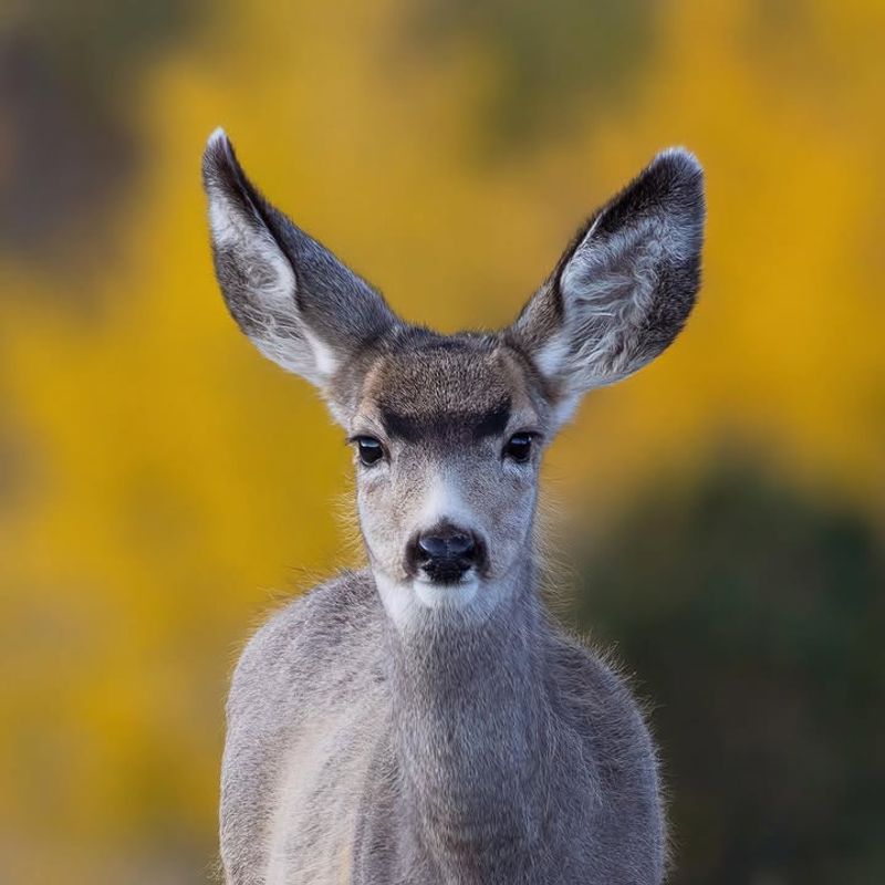 Mule Deer