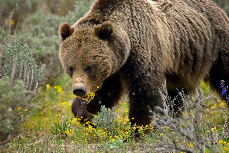 Grizzly Bear