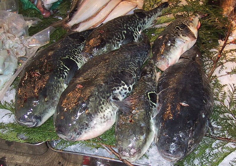 Japanese Pufferfish (Fugu)