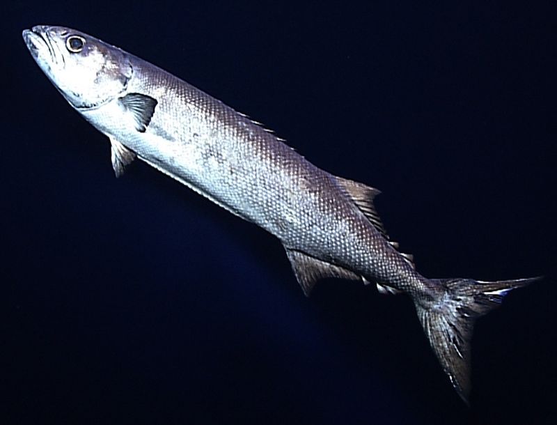 Oilfish