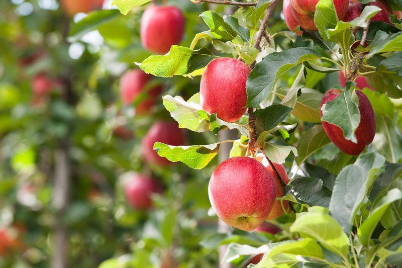 Eckert's Orchard — Versailles
