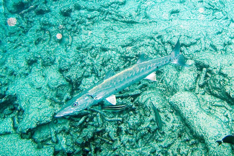 Great Barracuda