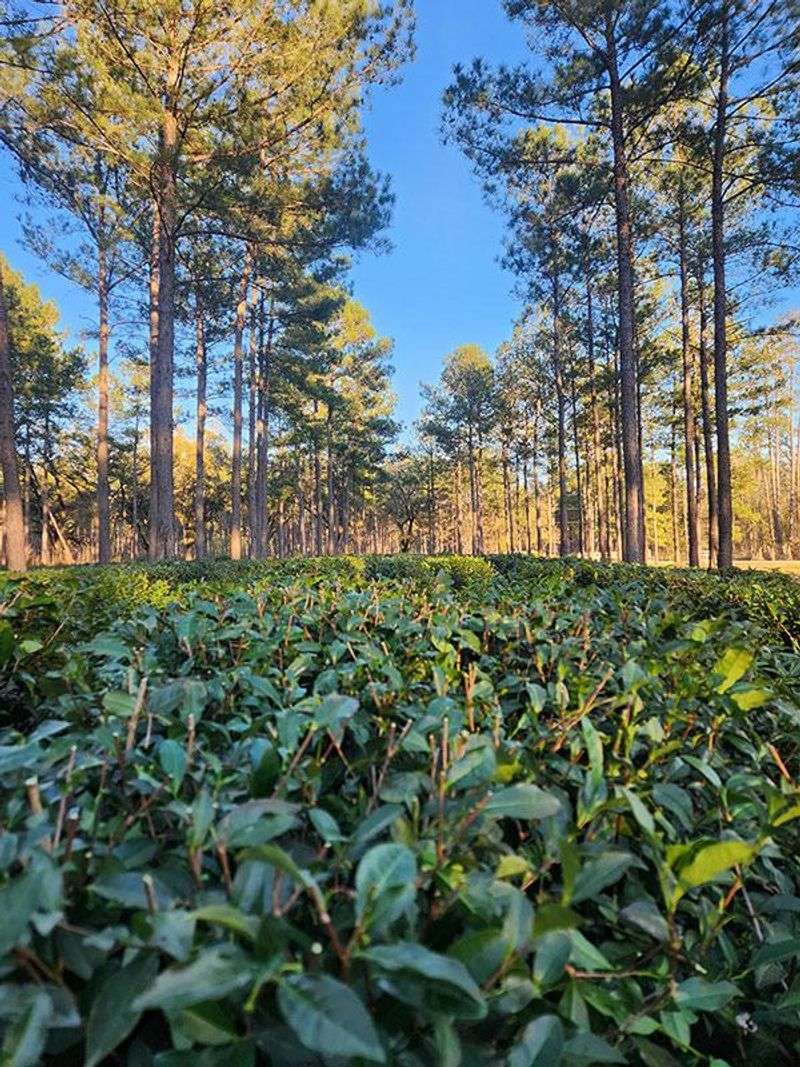 A Southern Tea Pioneer with French Flair