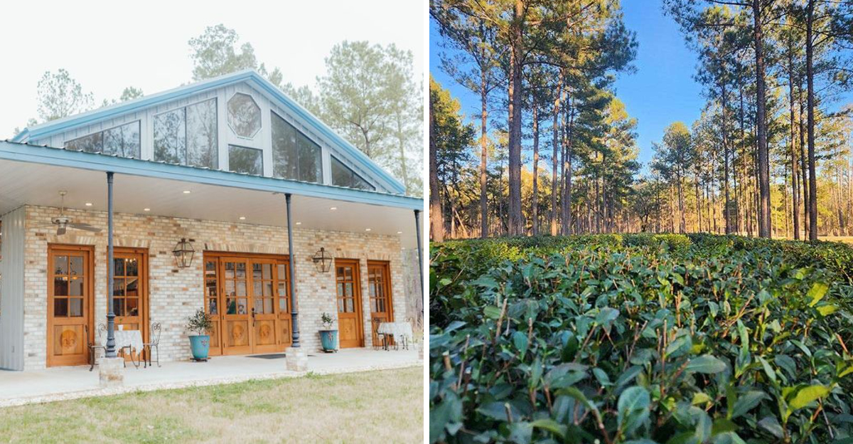 Fleur de Lis Tea Company In Amite City, Louisiana Brews Charm In Every Cup