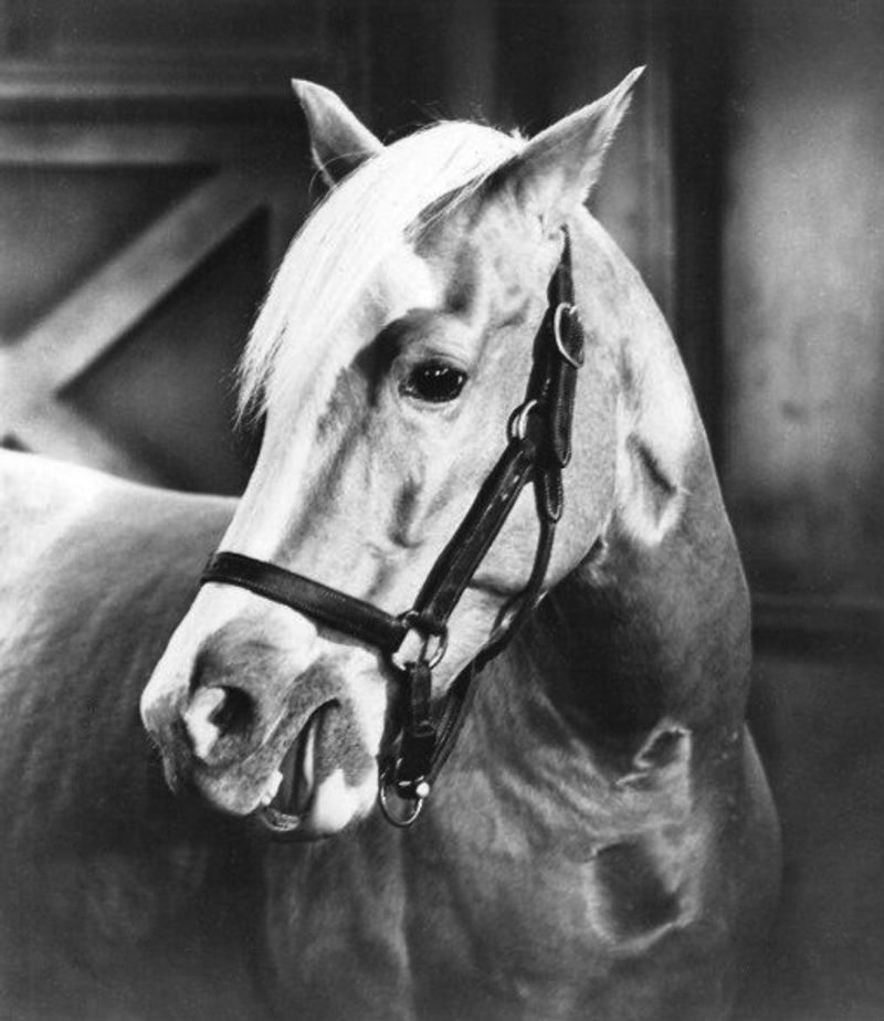 Mr. Ed the Talking Horse from Mister Ed