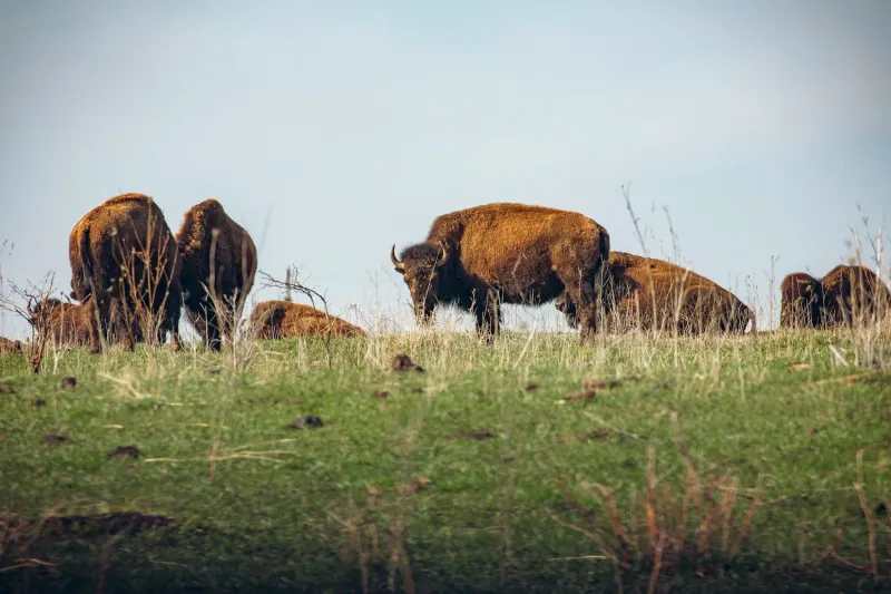 Neal Smith National Wildlife Refuge, Iowa