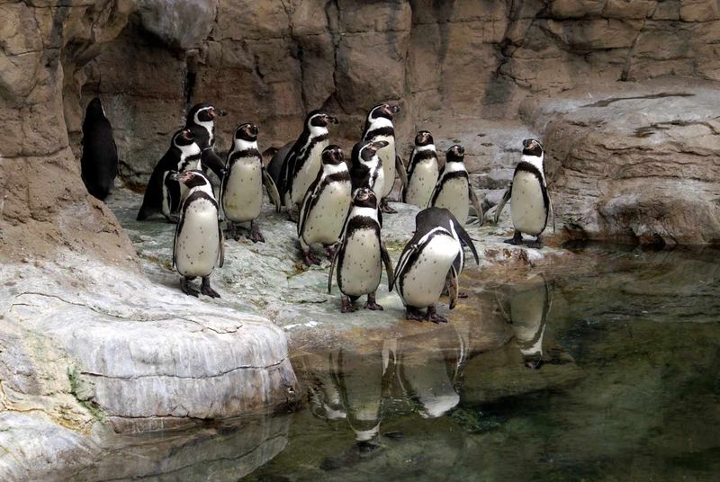 St. Louis Zoo: Missouri's Free Wildlife Wonderland