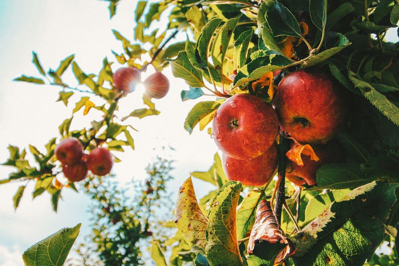 Where Apples Become Everything Delicious
