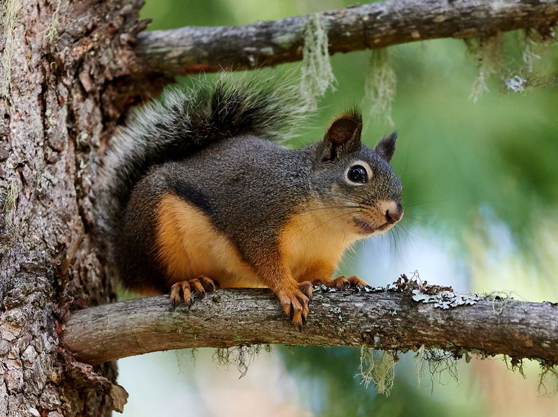 Douglas Squirrel (Chickaree)
