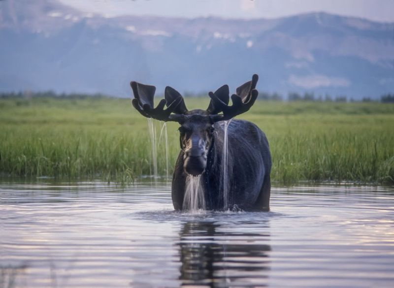 Moose