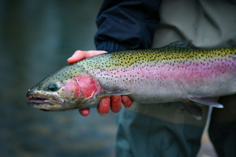 Rainbow Trout
