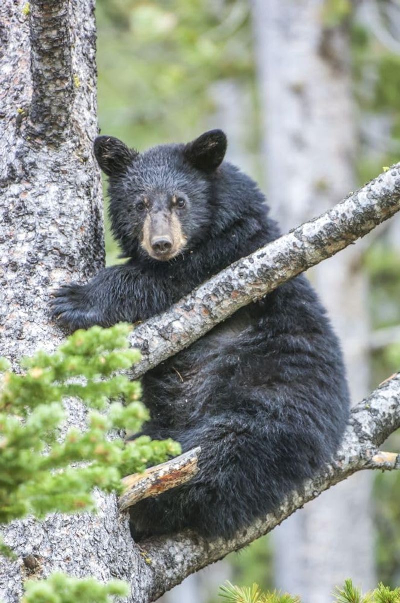 Black Bear