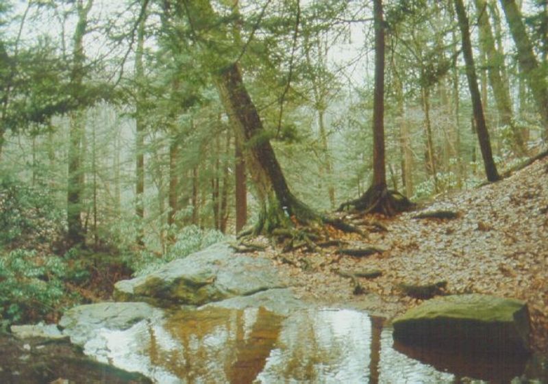 Crystal Clear Mountain Streams Throughout