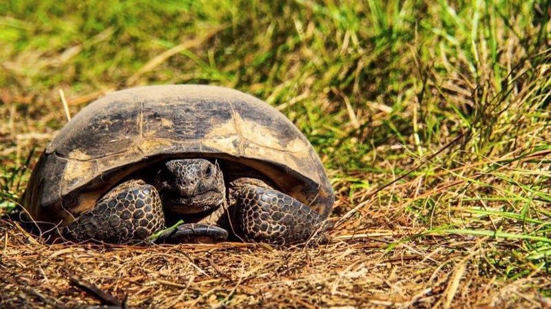 Gopher Tortoise Festival