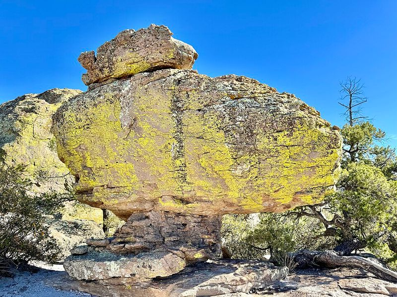 Unique Wildlife And Sky Island Ecosystem