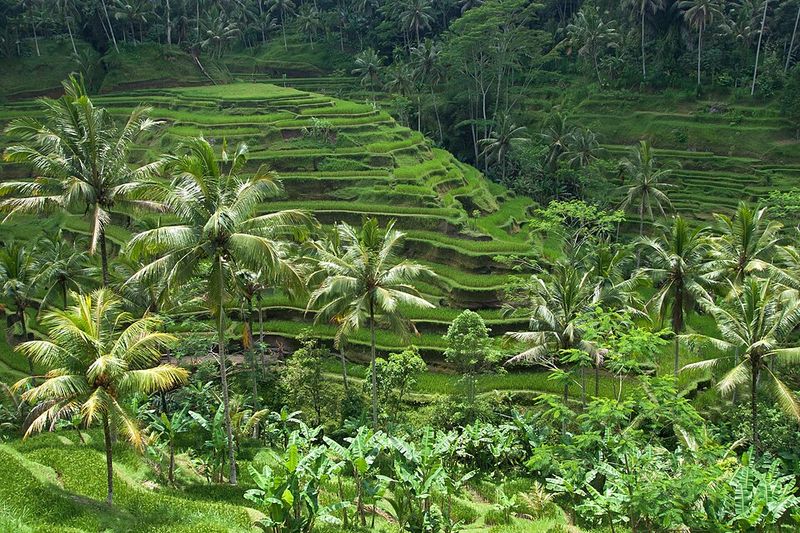 Indonesia (Bali)