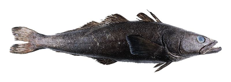 Patagonian Toothfish (Chilean Sea Bass)