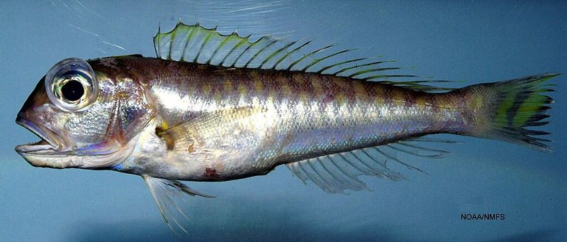 Great Northern Tilefish
