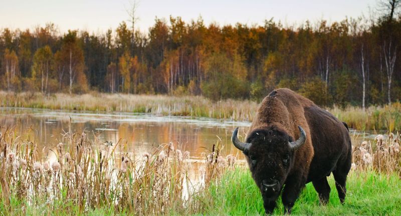 Elk Island National Park, Alberta, Canada