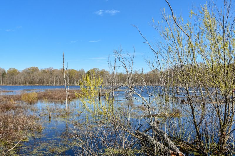 Outdoor Escape: Pee Dee National Wildlife Refuge Awaits