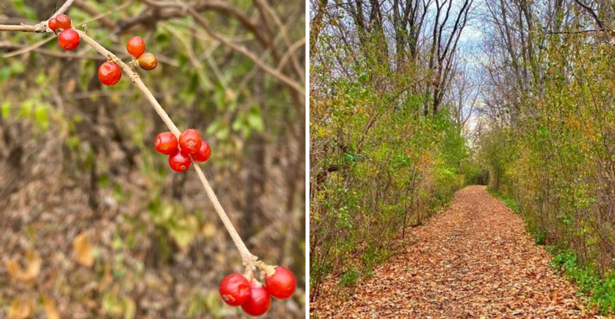 Local Illinois Park Between Neighborhoods And Cornfields Delivers Unexpected Autumn Color